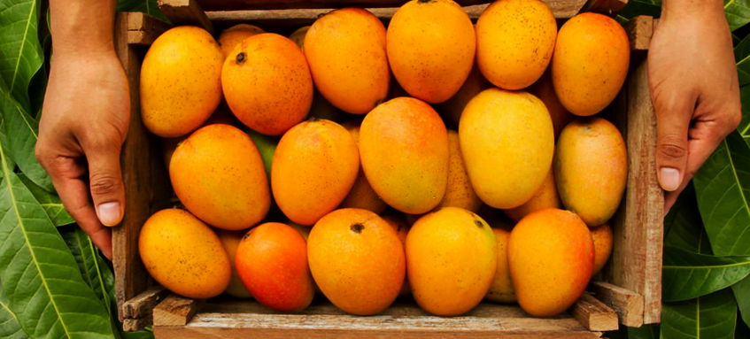 Different Types of Mangoes Available in Pakistan